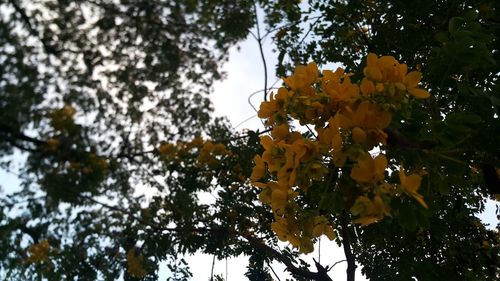 Low angle view of trees against sky