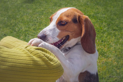 Close-up of beagle dog looking away