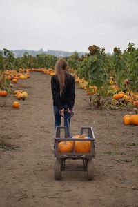 Rear view of woman standing by pumpkins on field against sky