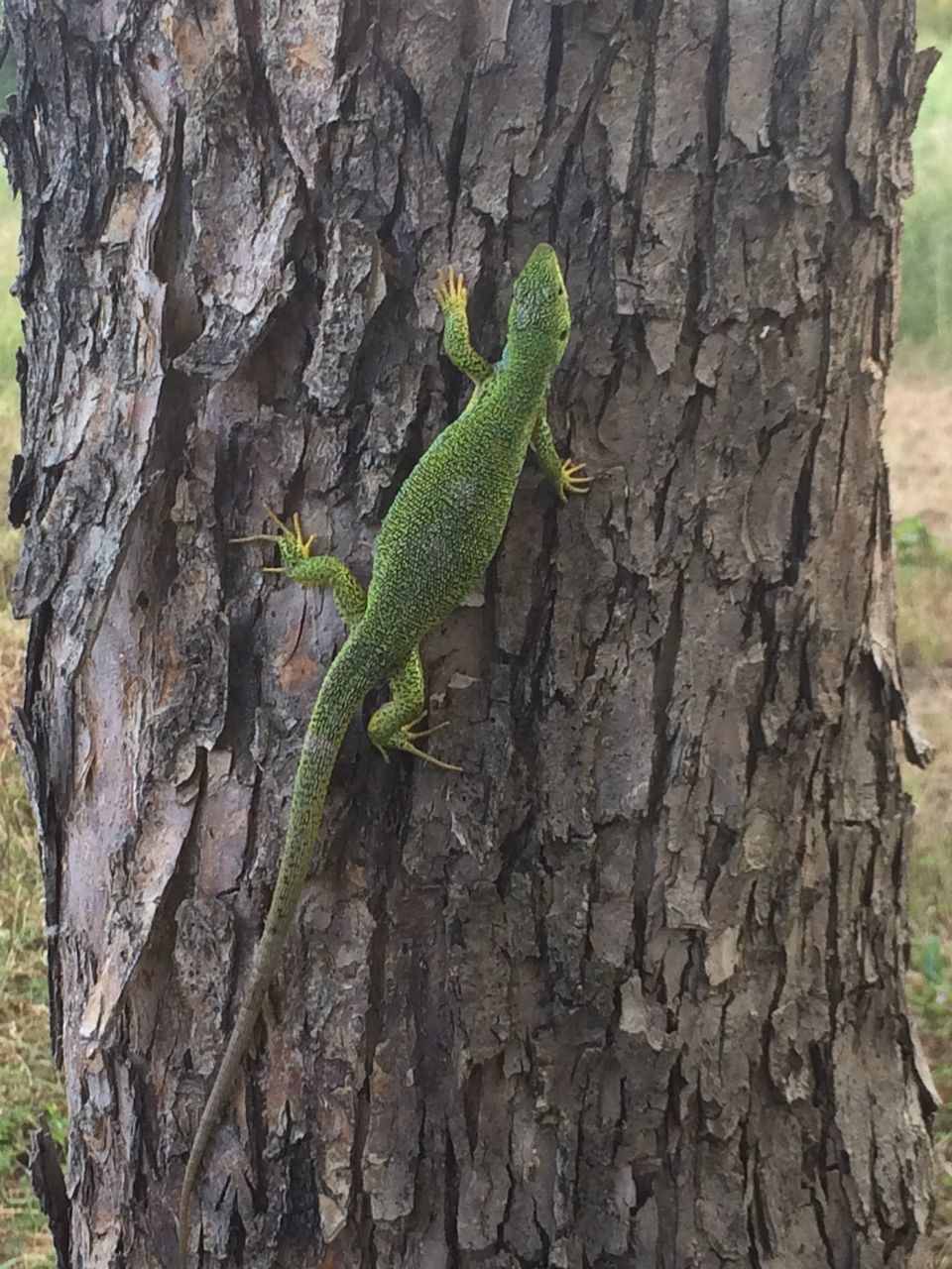 one animal, animal themes, animals in the wild, wildlife, green color, lizard, plant, close-up, insect, reptile, wall - building feature, nature, rock - object, leaf, outdoors, day, green, growth, no people, textured