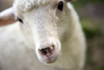 Close-up portrait of a rabbit