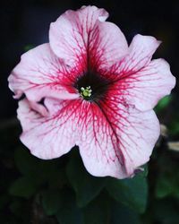 Close-up of pink flowers