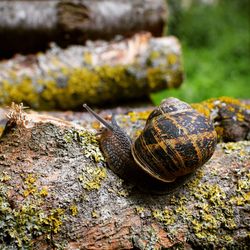 Close-up of snail