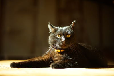 A black cat relaxing in a sunny spot