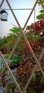 Close-up of plants growing by fence against sky