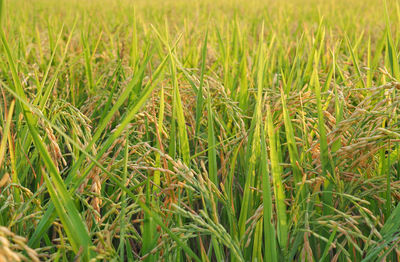 Full frame shot of crops growing on field