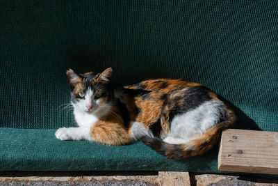 Close-up of cat lying on wooden floor