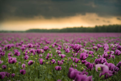 Purple flowering plants on field against sky