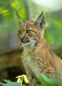 Close-up of a cat looking away