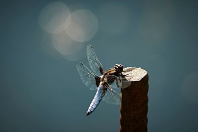 Close-up of damselfly on leaf