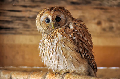 Close-up portrait of owl