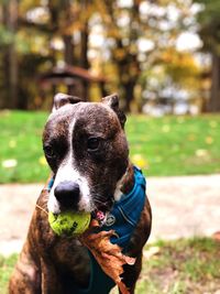 Portrait of dog with ball sitting on field in park