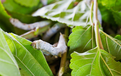 Close-up of insect on leaves