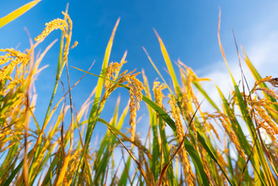 Close-up of crops growing on field against sky