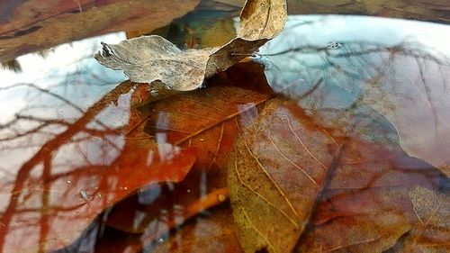 Close-up of leaves