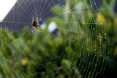 Close-up of spider and web against blurred background