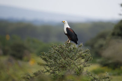 Close-up of bird perching on branch