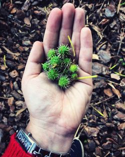 Close-up of hand holding plant