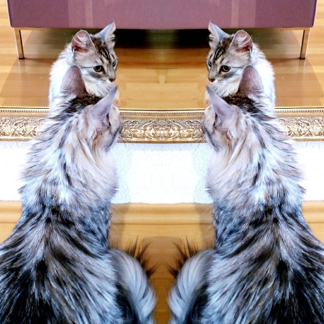 PORTRAIT OF CAT SITTING ON FLOOR