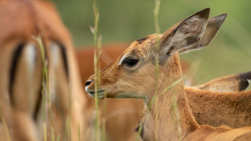 Gazelle in the wild