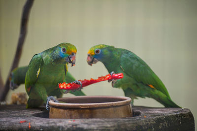 Parrots eating chili pepper in cage