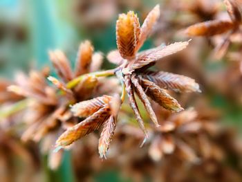 Close-up of wilted plant