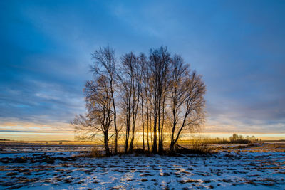 Bare trees on snow covered landscape against sky