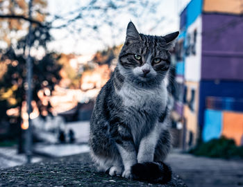 Portrait of cat sitting outdoors