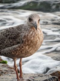 Close-up portrait of seagull on shore