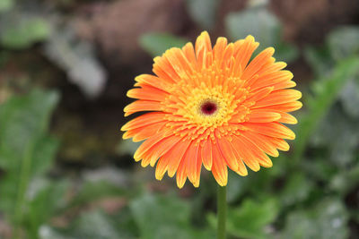 flowering plant