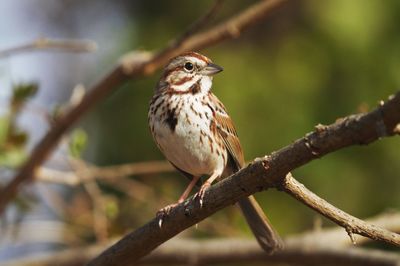 Close-up of bird perching on branch