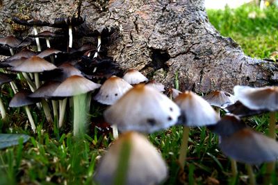 Close-up of mushroom growing in forest