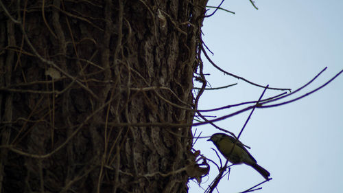 Low angle view of bird perching on tree against sky