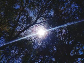 Low angle view of trees against bright sun