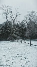 Bare trees on landscape