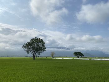 Scenic view of agricultural field against sky