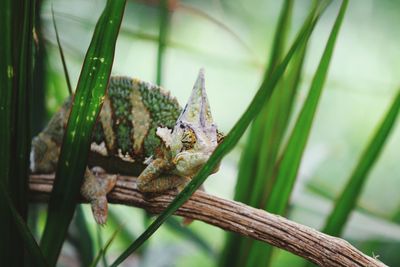 Close-up of insect on plant