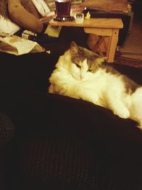 Cat looking away