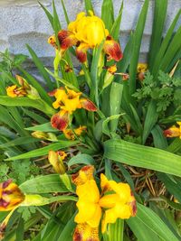 Close-up of yellow flowers