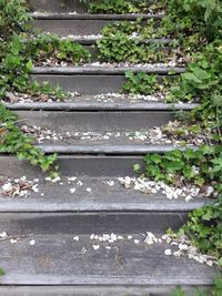 High angle view of flowering plants by footpath