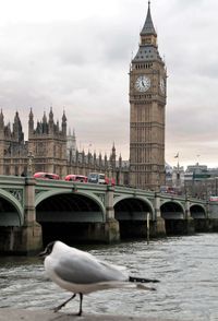 Close-up of seagull with bridge over river and buildings in background