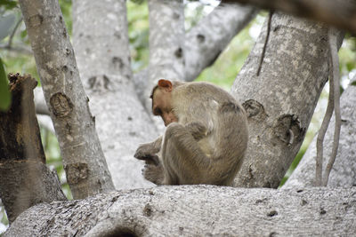 Monkey sitting on tree trunk