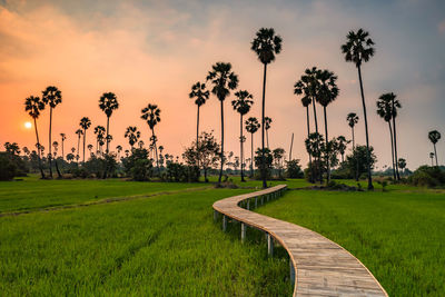 Scenic view of palm trees on field against sky