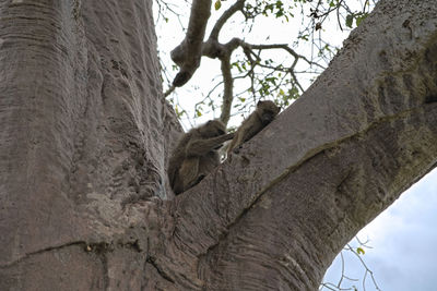 Low angle view of monkey on tree