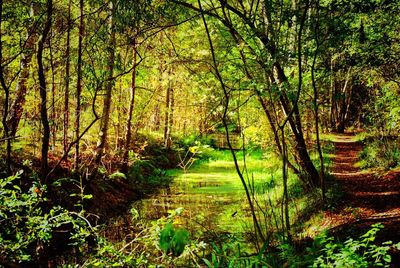 View of trees in forest