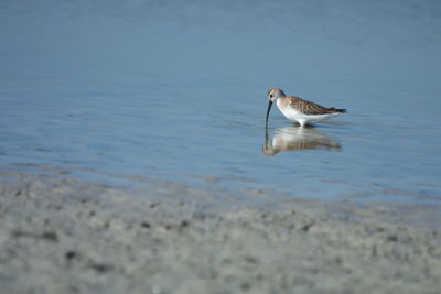 Seagull flying over the sea