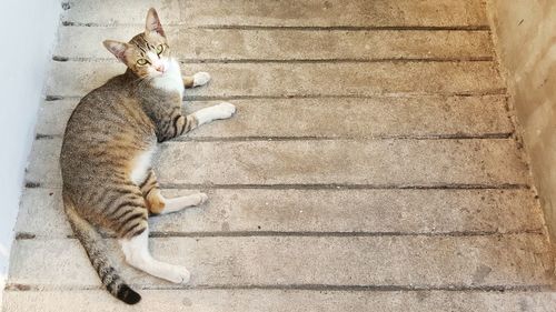 High angle view of cat relaxing on staircase