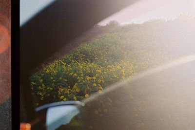 Plants seen through glass window