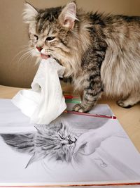 High angle view of cat eating food on table