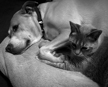 Close-up of a dog lying down